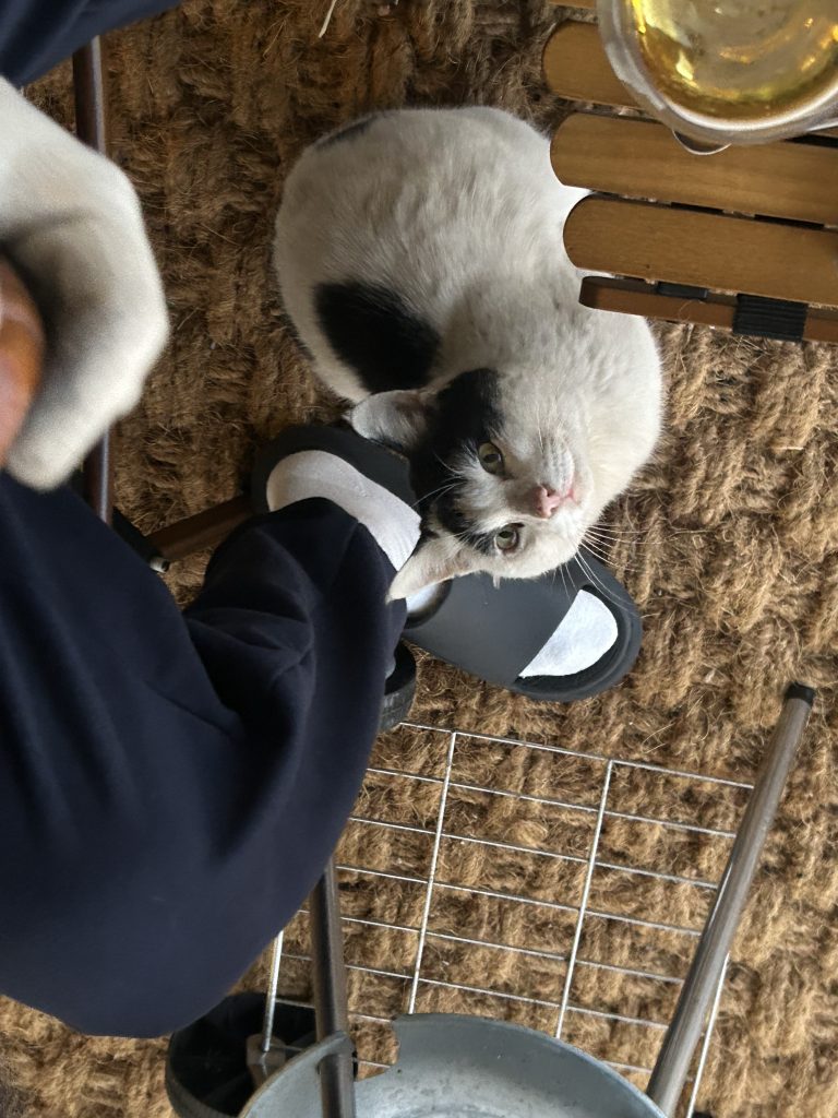 스테이 안시 고양이