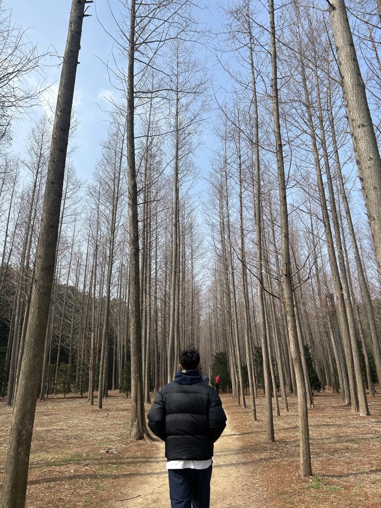 벌영리 메타쉐콰이어 숲